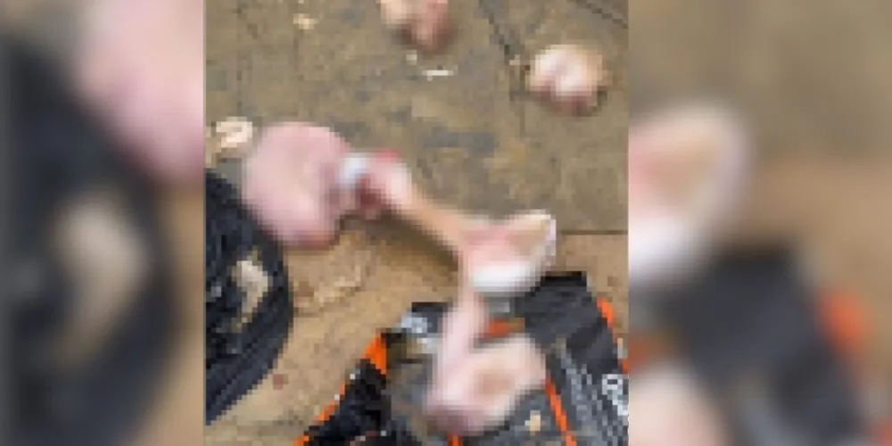 Crime de maus-tratos instaurou investigação em Santa Catarina