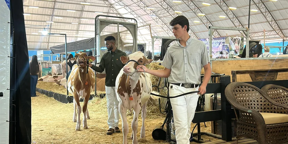 Imagem ilustrativa da imagem Conheça o cuidado com as vacas no Agroleite 2025