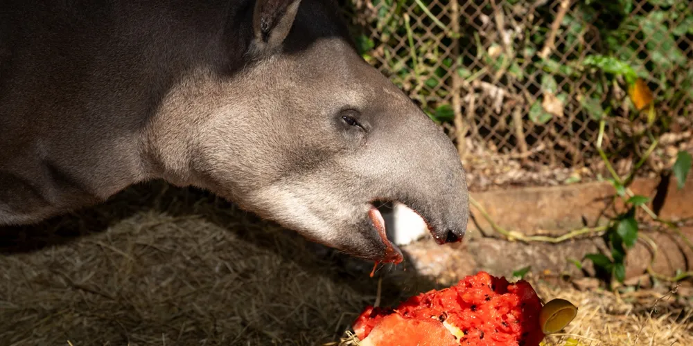 Imagem ilustrativa da imagem Anta mais velha do RBV celebra aniversário com bolo de frutas