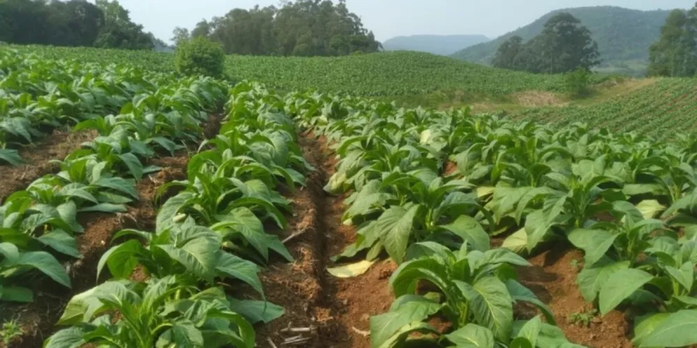 A Prefeitura de São João do Triunfo reafirma seu compromisso em apoiar e valorizar a fumicultura