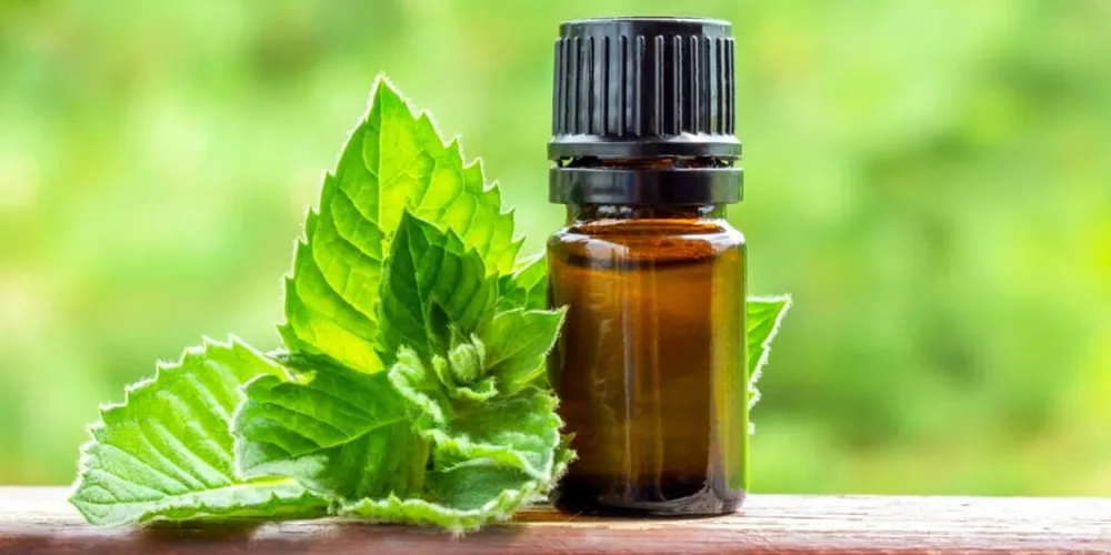 Além de aliviar o estresse e o cansaço mental, essa erva também limpa as energias pesadas e traz uma sensação de leveza quase imediata