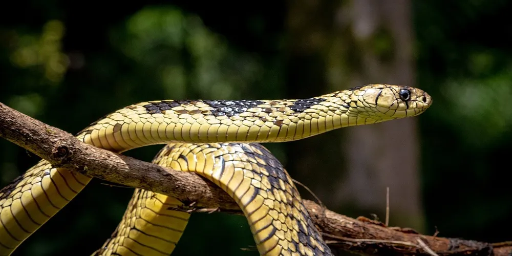 Caninana pode chegar a até 2,5 metros de comprimento