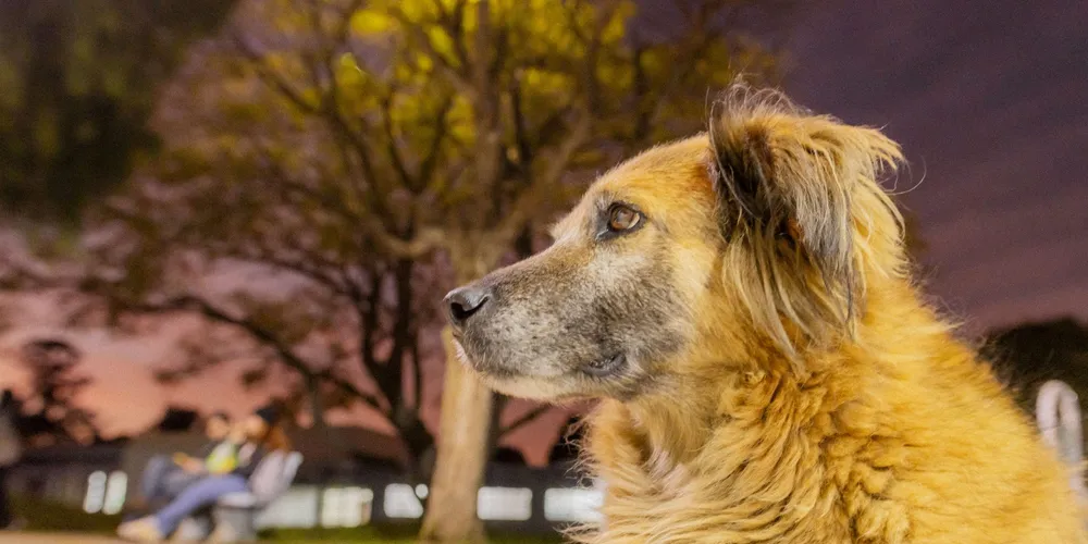 As atividades iniciam em 07 de julho e serão compostas por ações de monitoramento, fiscalização, análise legislativa, elaboração de relatórios e conscientização