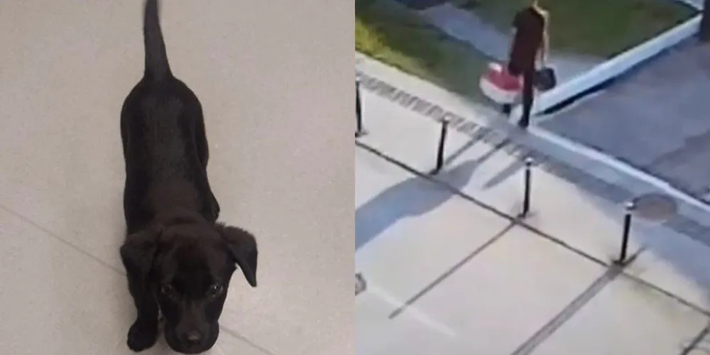 Animal abandonado foi adotado por funcionário do aeroporto após o episódio.