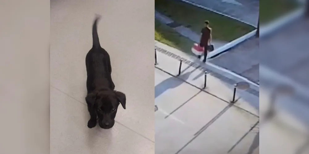Animal abandonado foi adotado por funcionário do aeroporto após o episódio.