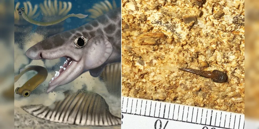 Dente de tubarão