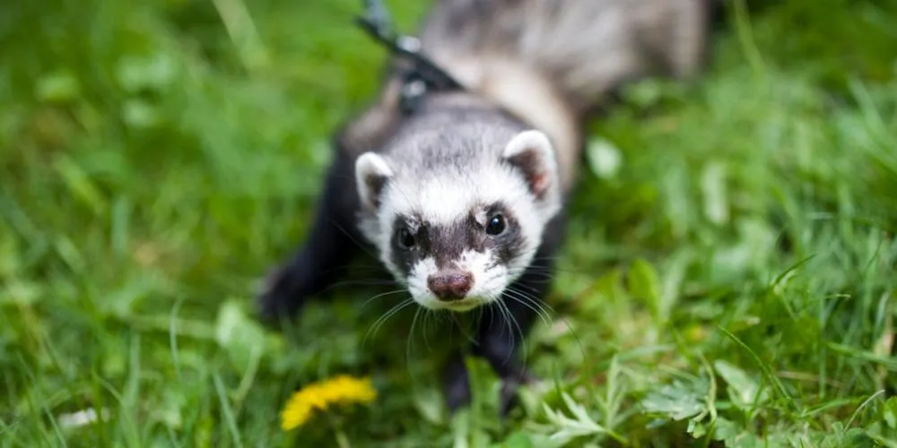 O Furão é um dos animais da lista