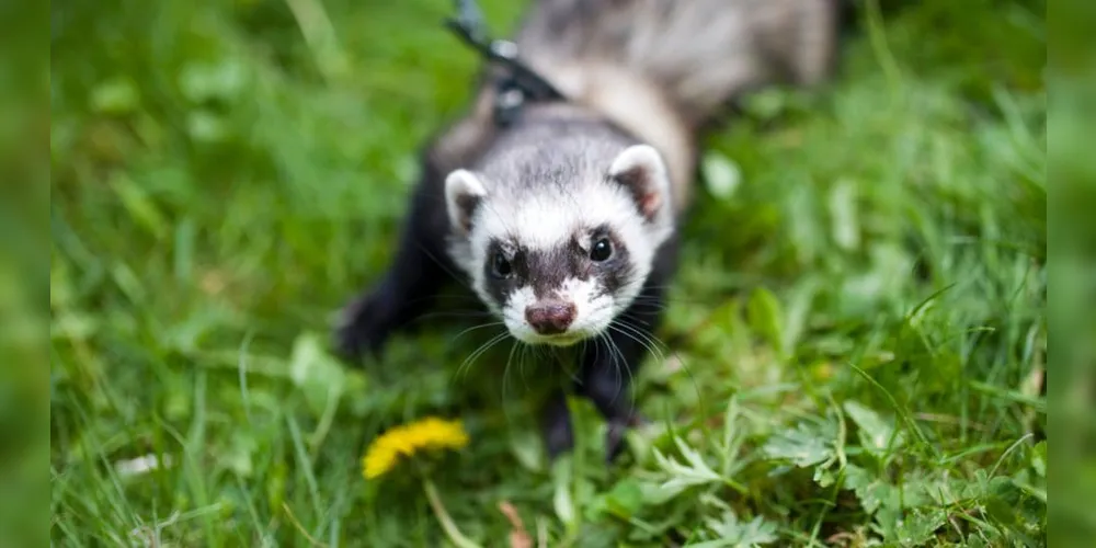 O Furão é um dos animais da lista