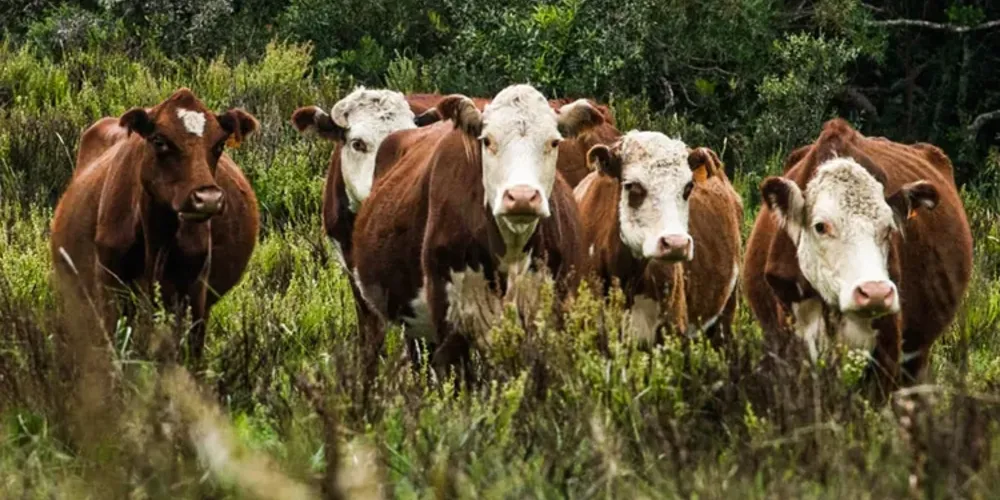 Desde 2019, o número de gado de corte no país caiu para 27,9 milhões