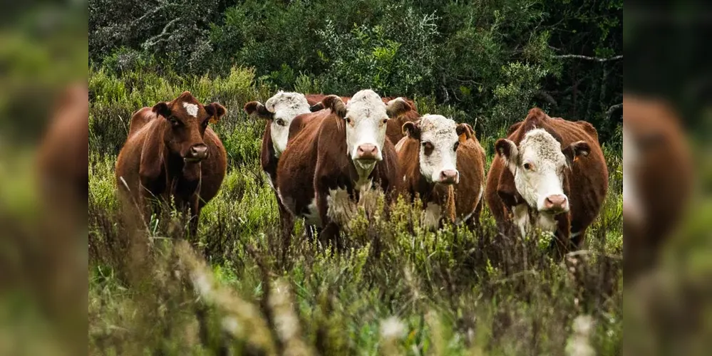 Desde 2019, o número de gado de corte no país caiu para 27,9 milhões