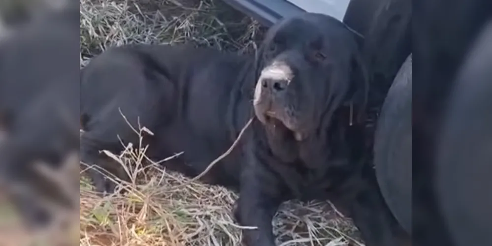 O animal está seguro em um lar temporário