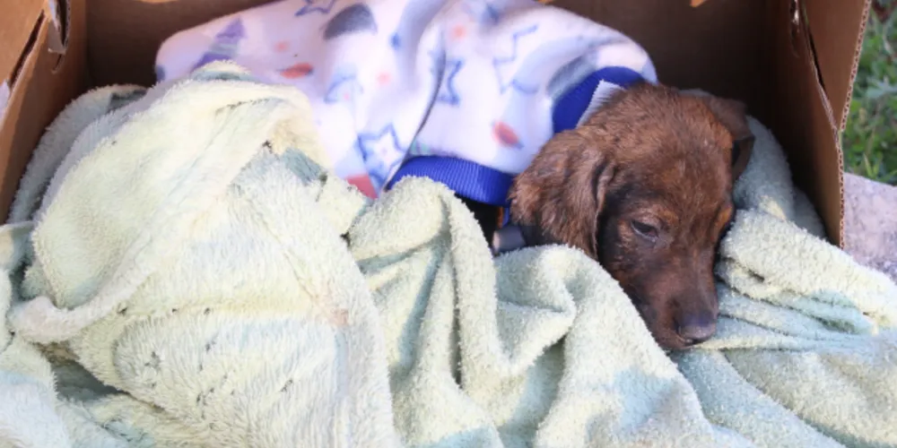 Após resgate, equipe do Canil fez triagem, alimentou, aqueceu e está dando banho nos bichinhos