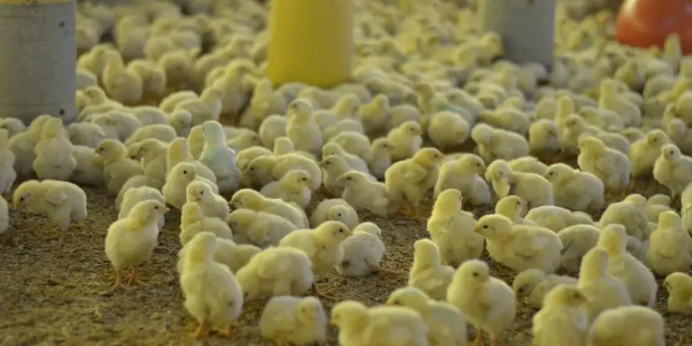 Aves foram levadas para o aviário cerca de uma semana antes do incêndio