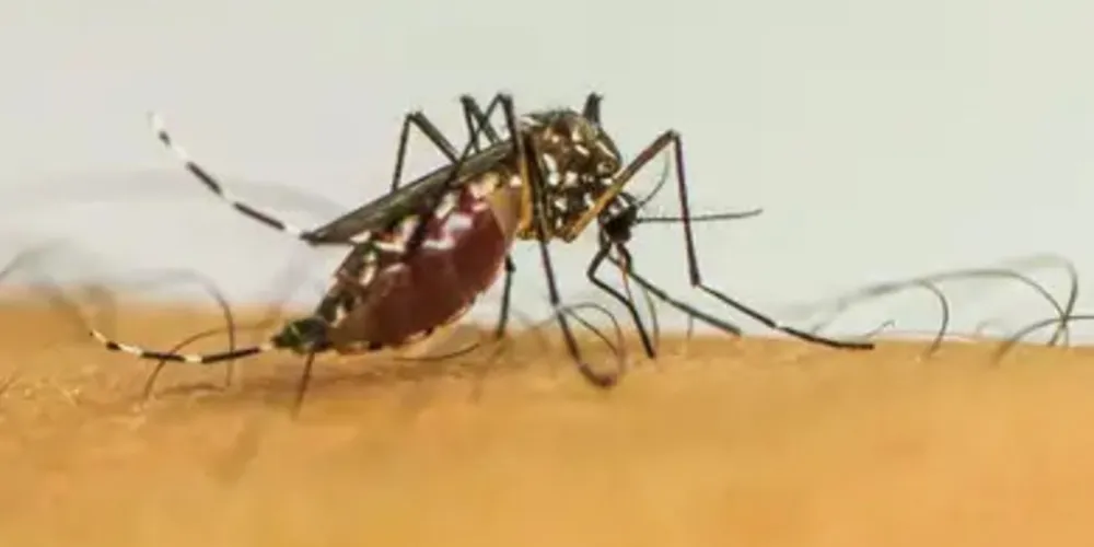 Os dados do novo ano epidemiológico/2025 totalizam agora 241.800 notificações, 81.467 diagnósticos confirmados e 84 óbitos em decorrência da dengue no Estado