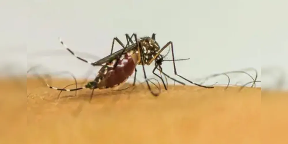 Os dados do novo ano epidemiológico/2025 totalizam agora 241.800 notificações, 81.467 diagnósticos confirmados e 84 óbitos em decorrência da dengue no Estado