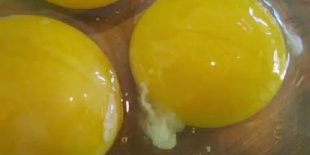 Ao encontrar esse fio branco no ovo, não é preciso descartá-lo ou removê-lo