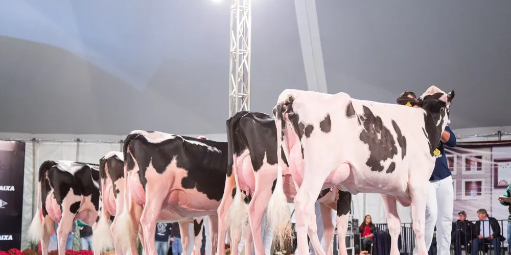 Ao todo, serão 40 animais à venda, entre vacas recém-paridas e novilhas prenhas das raças Holandesa e Jersey