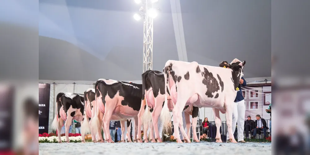 Ao todo, serão 40 animais à venda, entre vacas recém-paridas e novilhas prenhas das raças Holandesa e Jersey