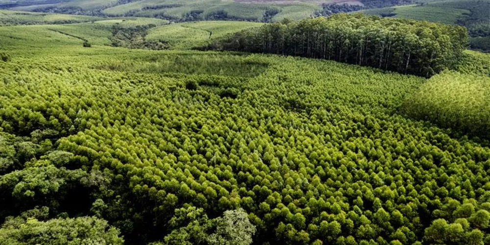 A área florestal da Klabin soma mais de 900 mil hectares de extensão
