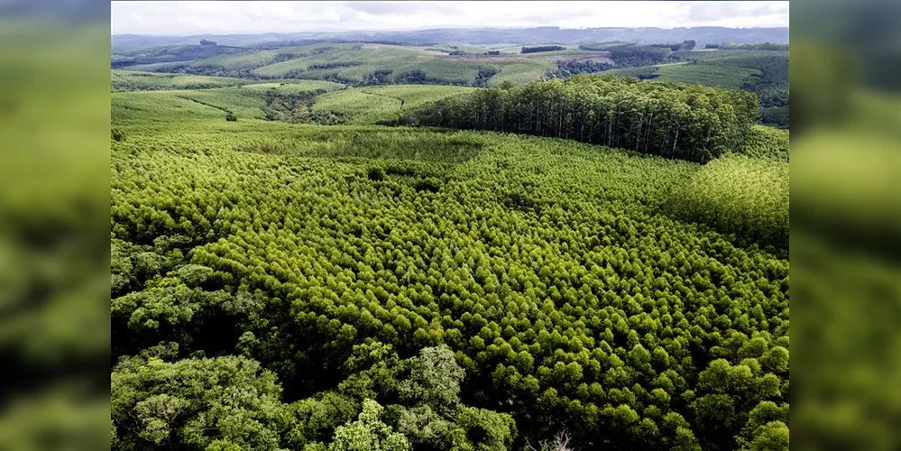 A área florestal da Klabin soma mais de 900 mil hectares de extensão
