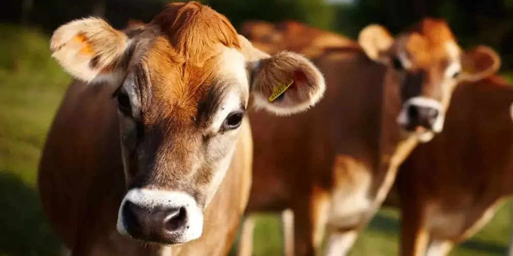 O evento contará com palestras sobre qualidade do leite, bem-estar animal, degustação de queijos, entre outros