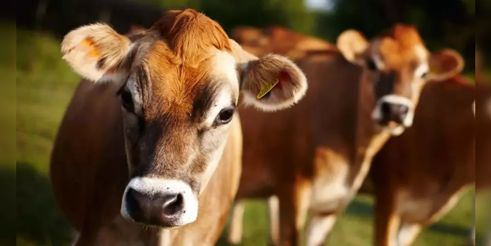 O evento contará com palestras sobre qualidade do leite, bem-estar animal, degustação de queijos, entre outros
