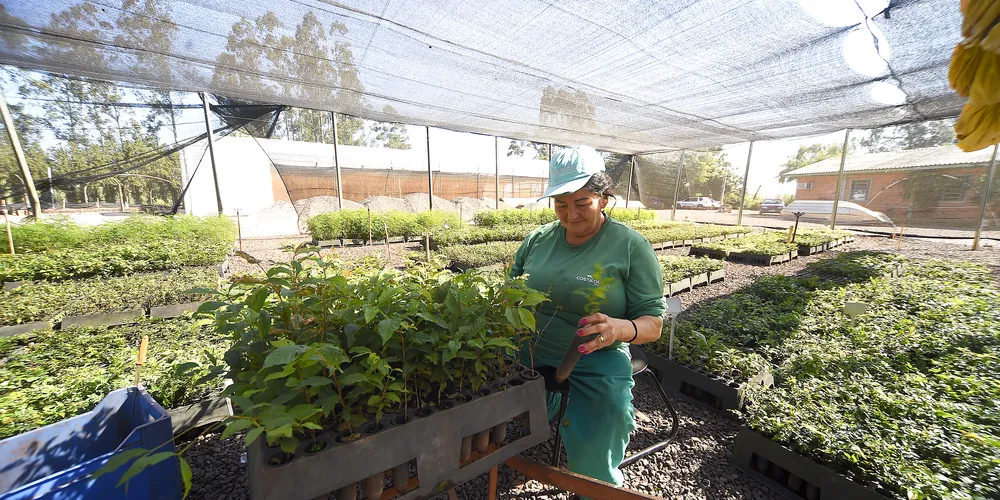 As melhorias visam acompanhar a crescente demanda por plantas no Paraná