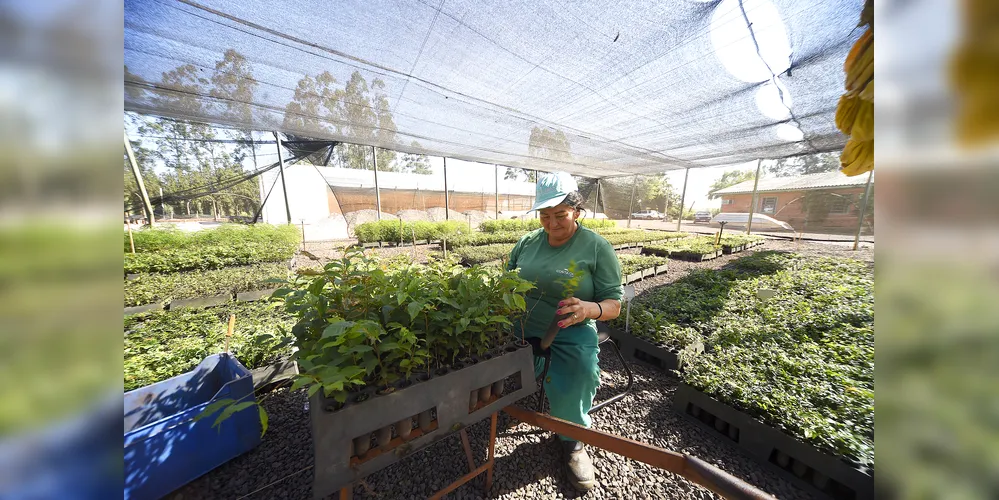 As melhorias visam acompanhar a crescente demanda por plantas no Paraná
