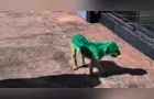 Cachorro é pintado de verde em PG e vira caso de polícia
