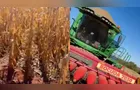 Agricultores acham cadáver na roça enquanto colhiam com máquina