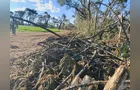 Polícia Ambiental flagra corte ilegal de 308 araucárias em Piraí do Sul