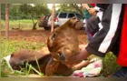 Bezerra nasce com duas cabeças no Norte do PR e impressiona dono