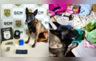 Ele fez de novo! ‘Bolt’ localiza cocaína e maconha em PG; vídeo