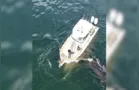 Dono de barco que atropelou baleia é encontrado e multado em R$ 12 mil