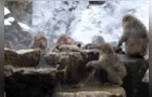 Macacos usam águas termais para enfrentar inverno rigoroso no Japão