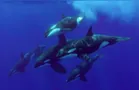 Orcas selvagens são flagradas 'se beijando' pela primeira vez