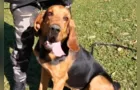 Apache, o cão policial, é fundamental nas ações de busca da PM; vídeo