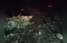 Chuvas com forte vento causam quedas de árvore em rodovia no Paraná