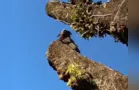 Macaco é flagrado em quintal de moradora de PG; veja vídeo