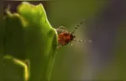 Quatro plantas que ajudam a afastar carrapatos e ainda perfumam a casa