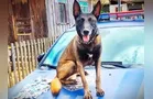 Bolt encontra maconha e adolescente acaba apreendido em PG