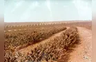 Geada negra: 50 anos do evento climático que modificou o agro do PR