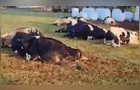 Mais de 30 vacas morrem após curto-circuito no PR com prejuízo de R$ 480 mil