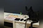 Casal é preso em flagrante após denúncia de tráfico de drogas em Ortigueira