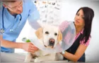 Movimento pede aumento de castrações de animais em PG