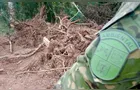 Araucárias ameaçadas e mais de 4 hectares devastados; Polícia atua após denúncia em Lapa