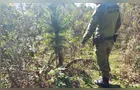 Mulher é multada por cortar cerca de 135 araucárias em área rural de Rio Azul