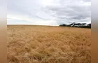 'Desafio da Cevada' impulsiona o cultivo nos Campos Gerais