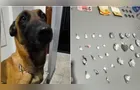 Cão de faro encontra mais de 30 g de drogas com adolescente em Reserva