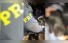 Polícia apreende mais de 160 quilos de cabelo humano no PR